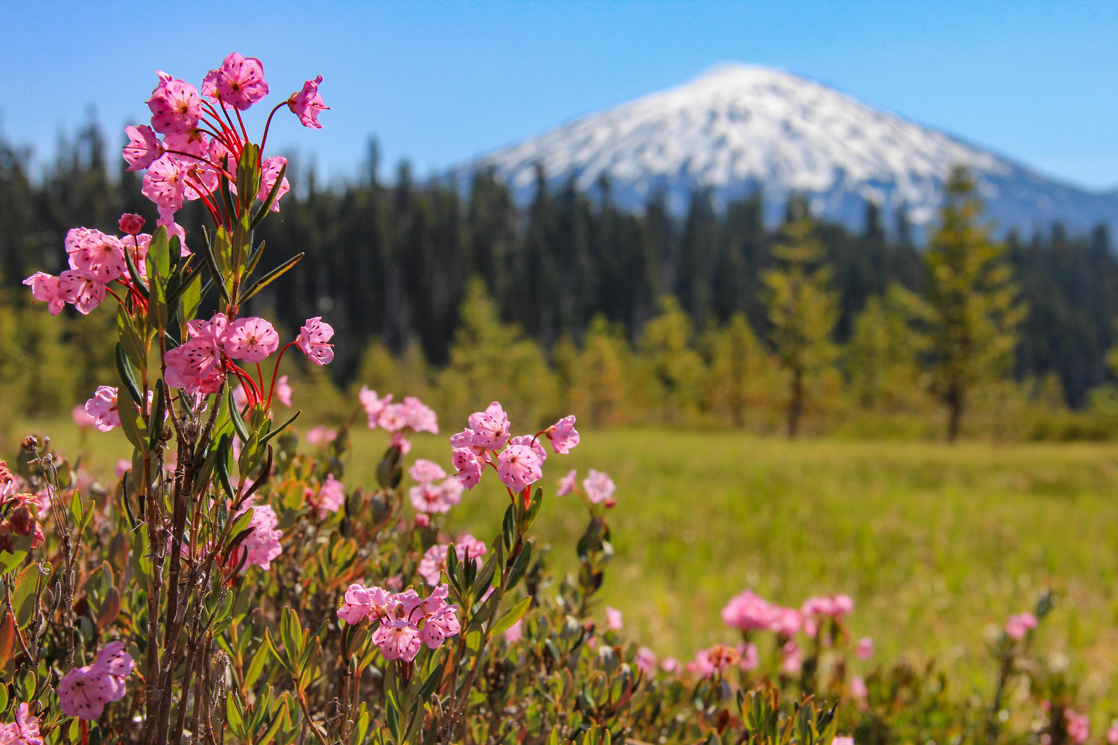 Springtime Riverside Blooms to Peep
